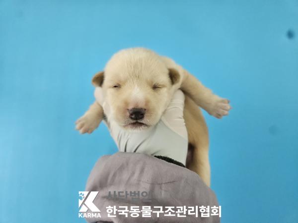 보호중 믹스견의 가…